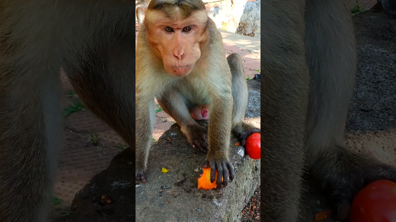 bold monkey's eating style. monkey. macaca. macaque. bandar. kurangan. monyet. primates. koti.conkhi