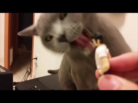 『タッチ』の原田　VS　灰色猫。(最後はホラー風) - YouTube