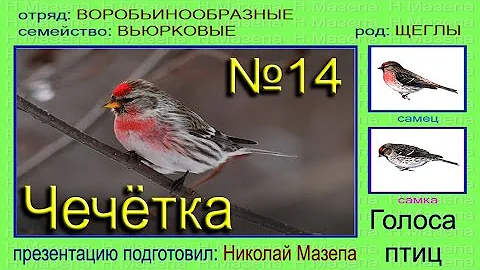 Чечетка. Голоса птиц