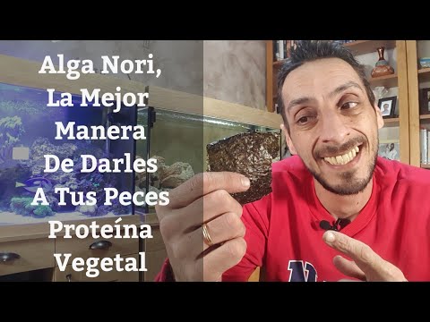 Video: ¿Se comerán las dafnias obleas de algas?