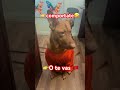 Así me amenazan en Marruecos 😂🇲🇦 HASHTAGS#Morocco #Marruecos #Dog #FunnyDog #POV #Humor #Viral