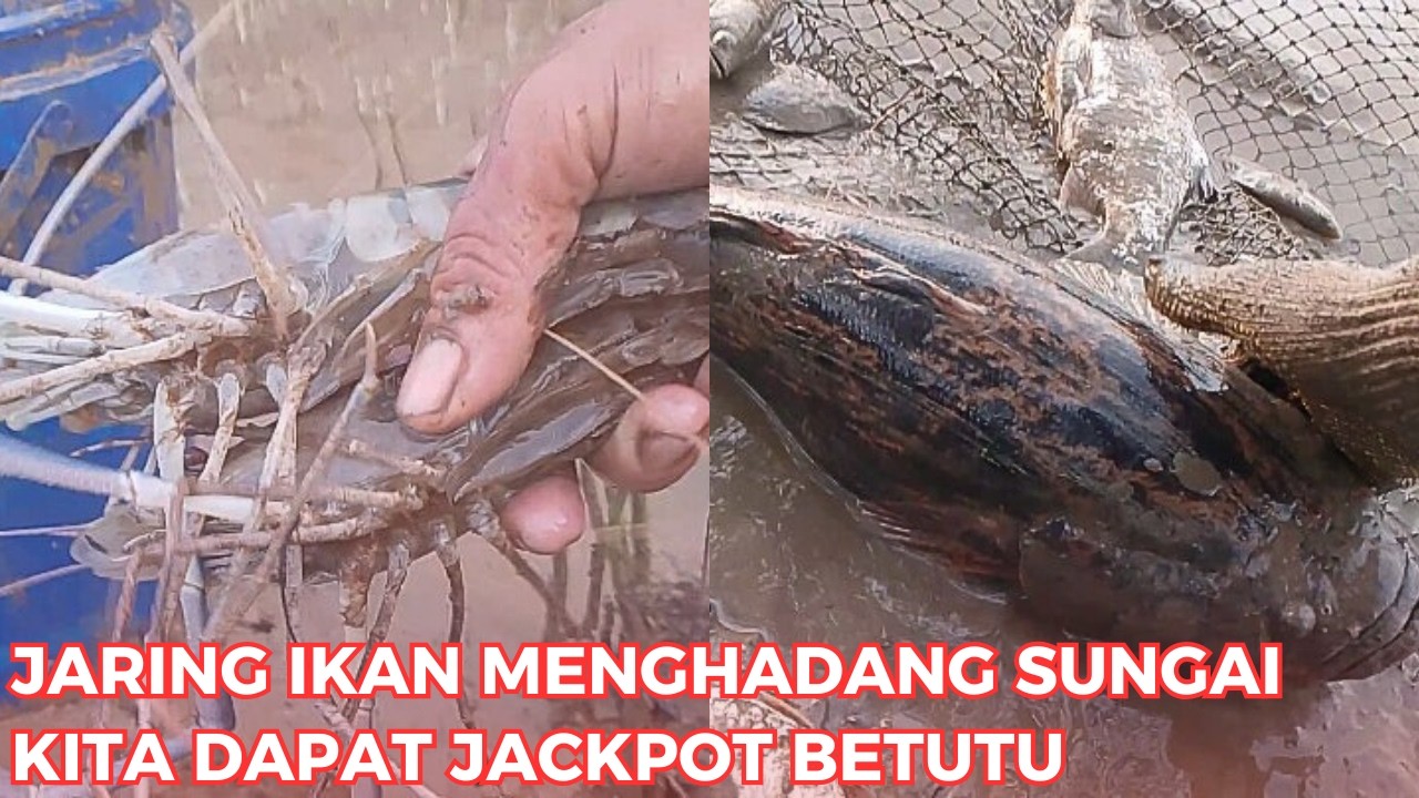 MENCARI IKAN MENGGUNAKAN JARING IKAN [AMPAS] KITA HADANG SUNGAI DAPAT JACKPOT BETUTU