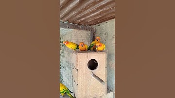 Sun conure beautiful breedar pairs ready to breeding seacon 2024/25 #viral#shorts#video