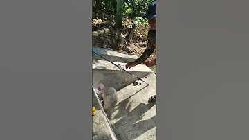 lihat orang mancing di dapat ikan nila gemuk gemuk