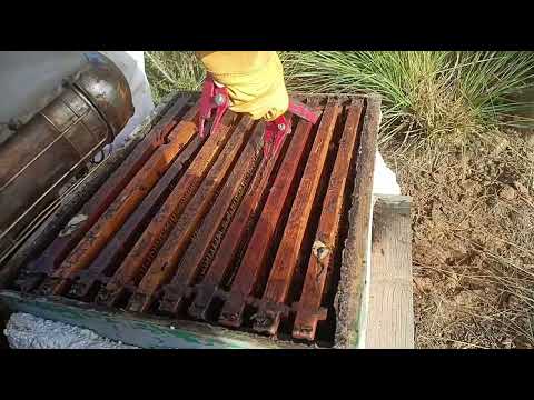 جني عسل الخريف تربية النحل