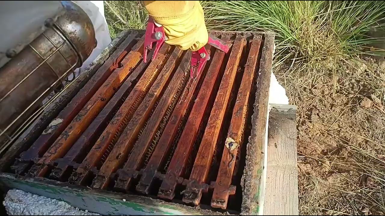 جني عسل الخريف #تربية_النحل