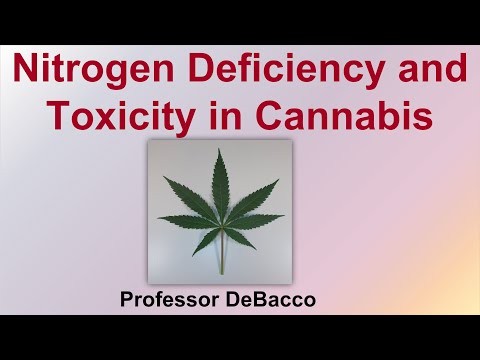 Nitrogen Deficiency and Toxicity in Cannabis