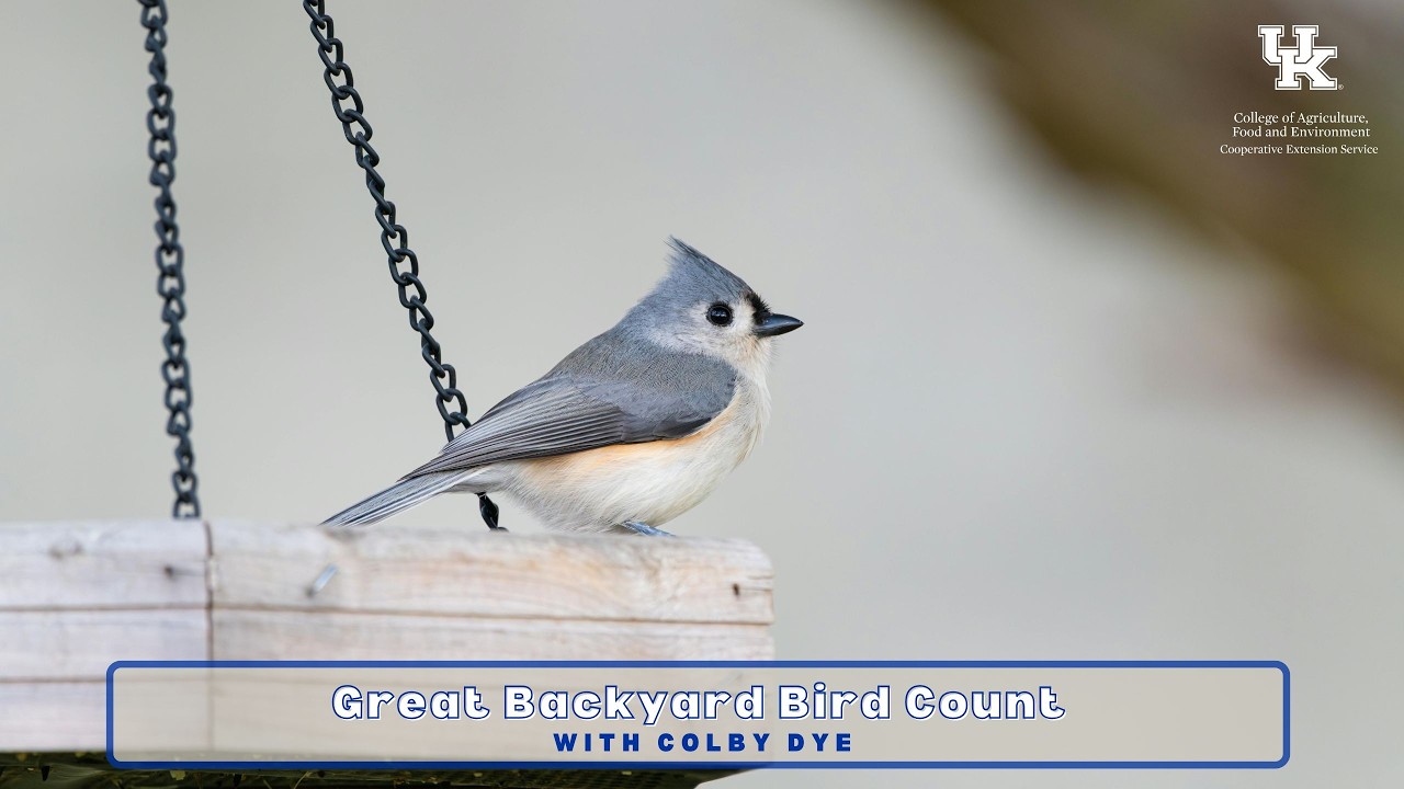 Большой учет птиц на заднем дворе