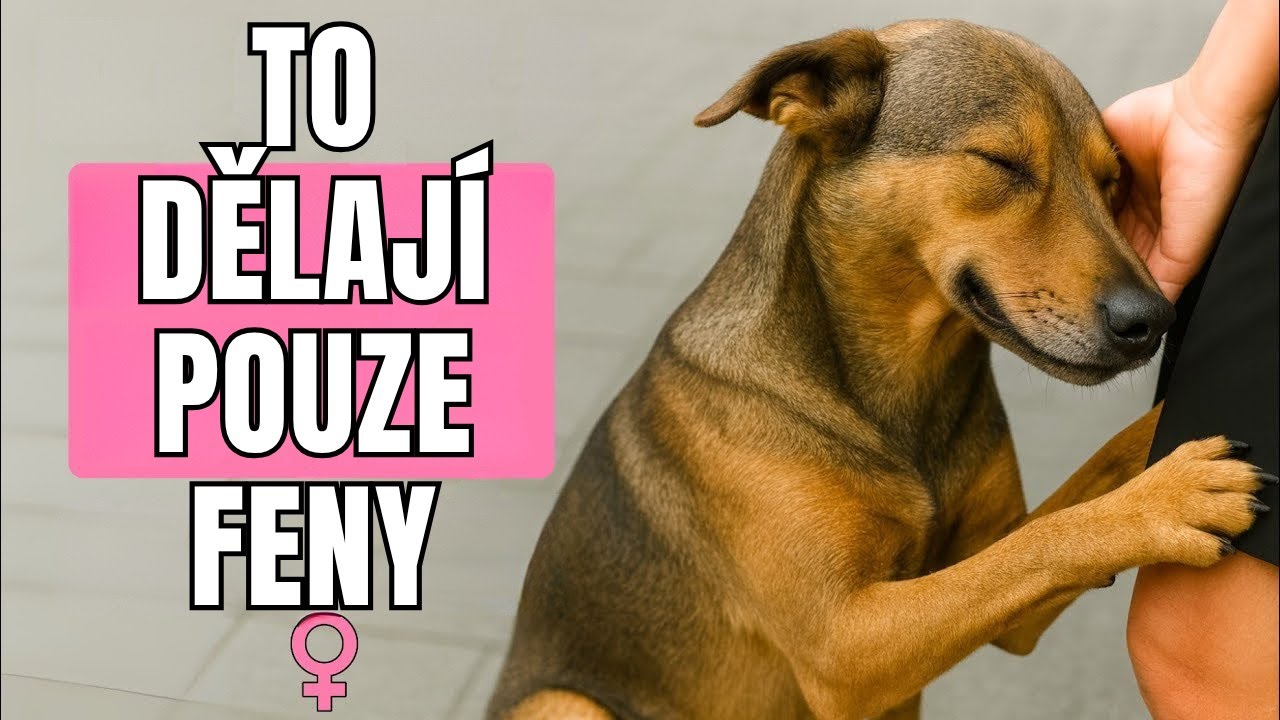 To dělají jen feny... A důvod vám zaručeně roztaví srdce!