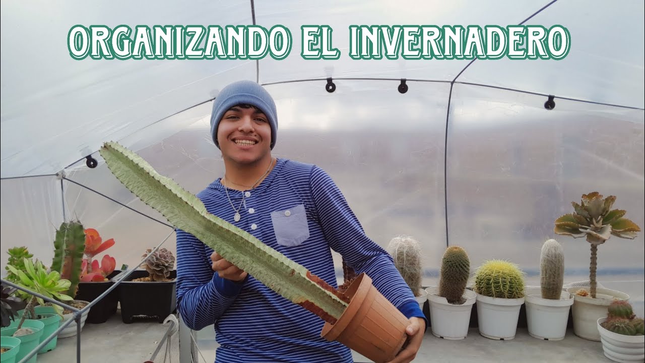 Las suculentas más altas: Empezando a organizar el invernadero | Cattu! 