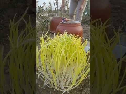 WOW  The  New Way Of Growing  Garlic #satisfying #short