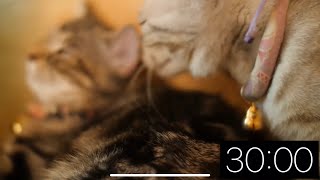 30 Minute Timer - Just Cats