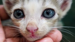 Love catfamily cute catfamily feeding #love #animals #feeding #Animals 