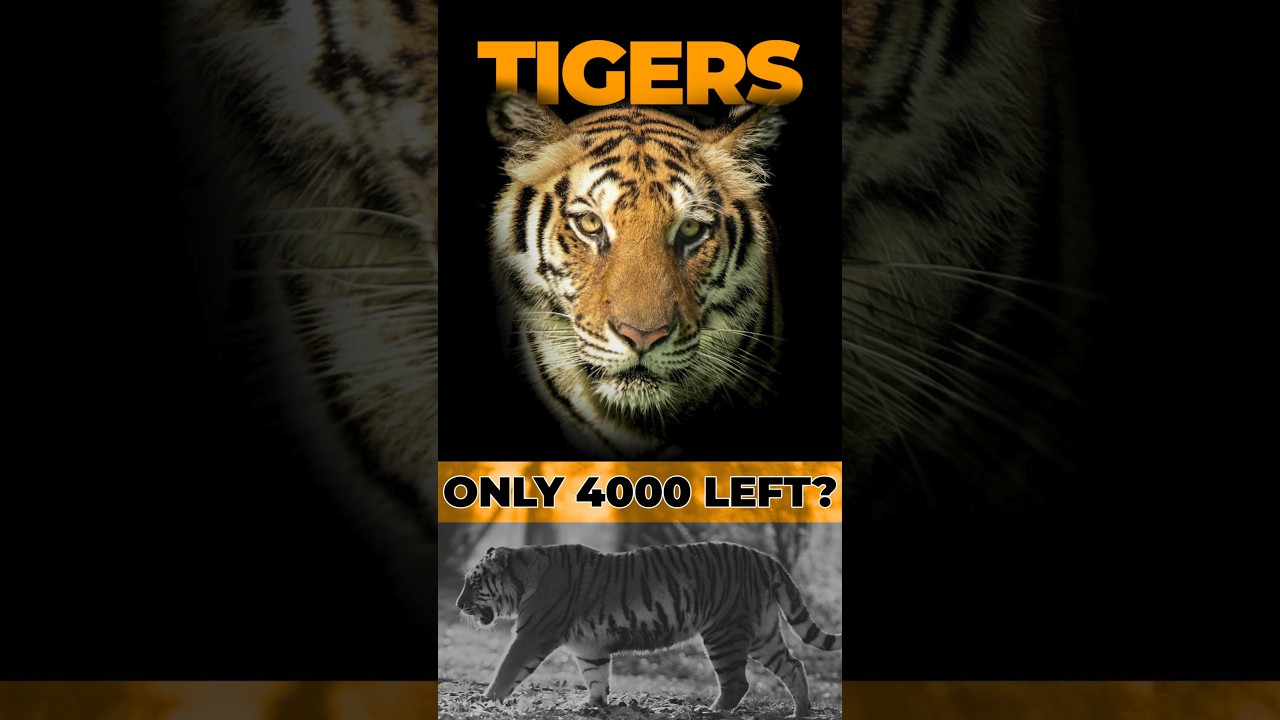 TIGERS - Solitary apex predators | One minute summary