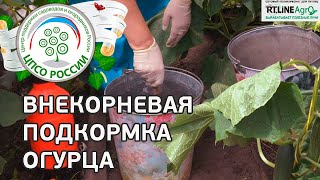 Выращиваем огурцы в теплице. Внекорневая подкормка.(В этом ролике - видео-инструкция о том, как правильно провести внекорневую подкормку огурцов в теплице...., 2016-06-14T08:39:33.000Z)