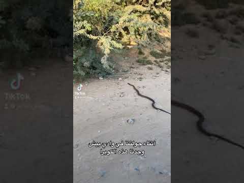 أثناء جولتنا في وادي بيش وجدنا هذه الكوبرا
