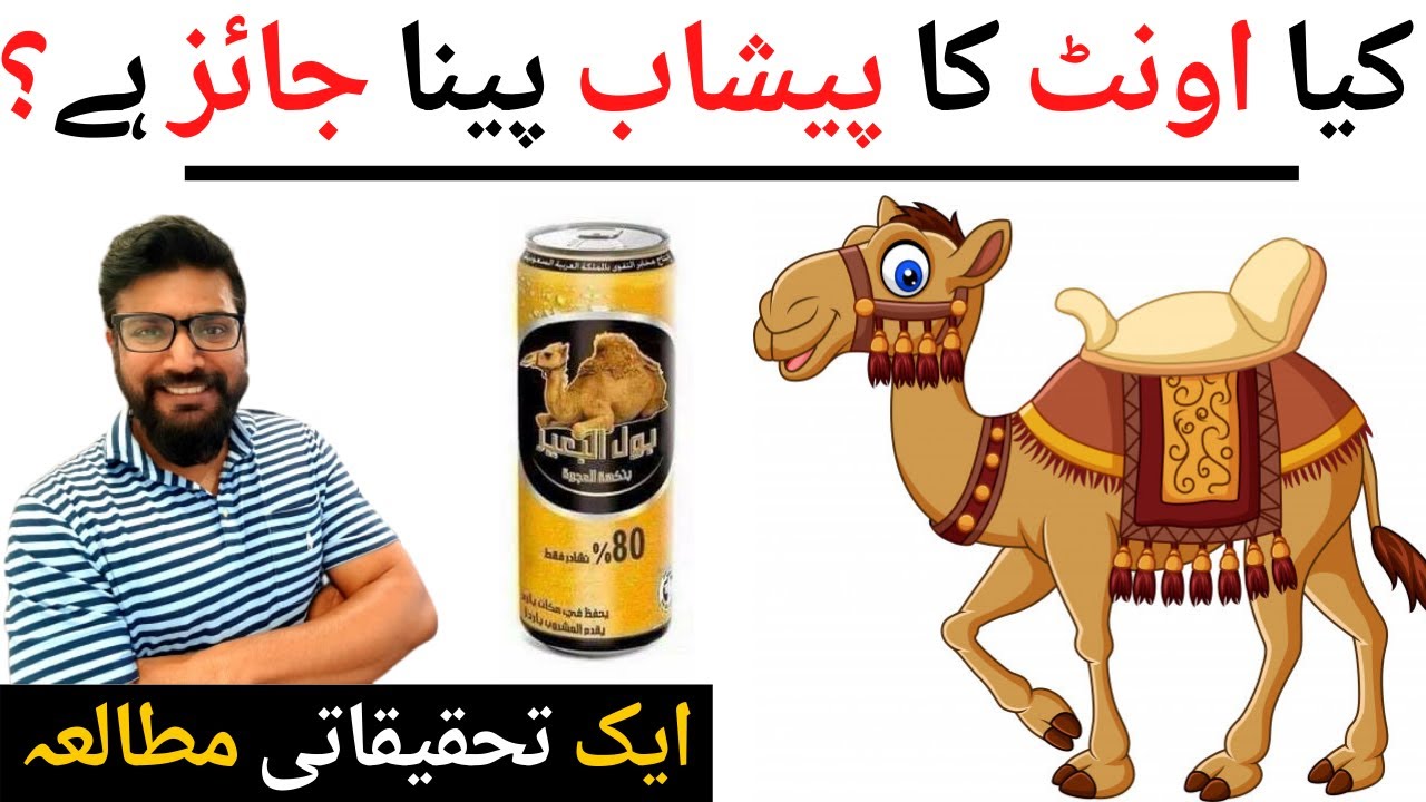 Drinking Camel Urine in Hadith | Should We Use Camel Urine as Medicine & Cure by Hadees | Azeem Nama