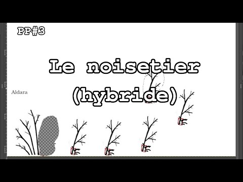 Vidéo: Y aura-t-il un troisième livre en bois de noisetier ?