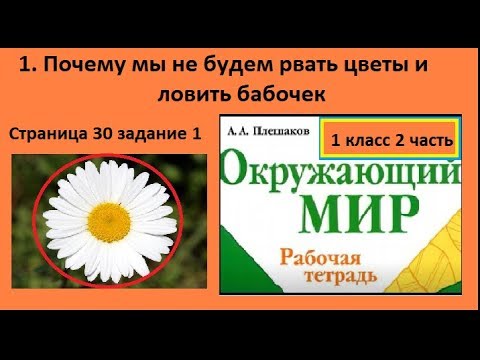 Нивяник Обыкновенный Фото 3 Класс Окружающий