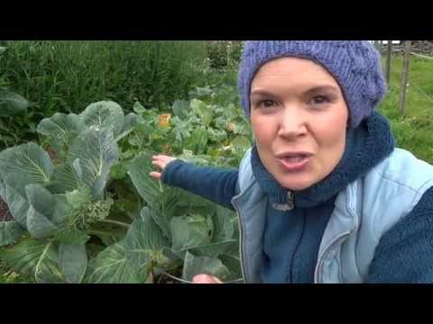 Video: Barnehoste Komprimering: Fra Kålblad, Honning, Med Dimexidum