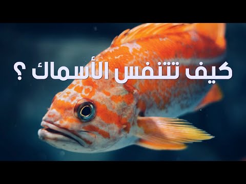 فيديو: هل تتنفس الأسماك الهواء؟