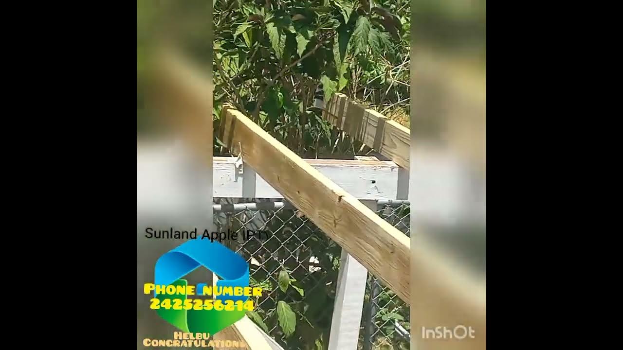 Mount Pleasant Urban Renewal Lisa Rahming project August 21 2022 YouTube