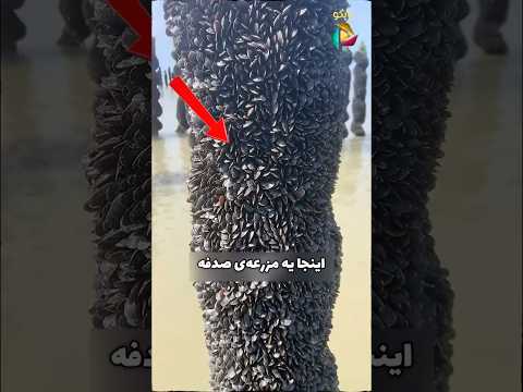 این مزرعه وسط دریاست دانستنی صدف سرگرمی ترفند