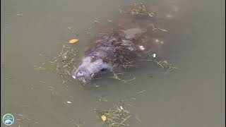 Safe boating near manatees