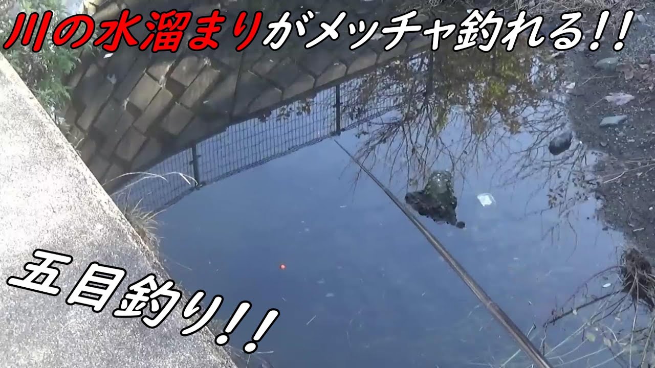 川の水溜まりがメッチャ釣れる！！