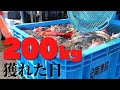 金額公表！一人漁師の限界に挑む！！巨大トラフグ、ヒラメ、イシガキダイ･･･超大漁で３７歳の体はガタガタですww Japanese Lobster Fisherman