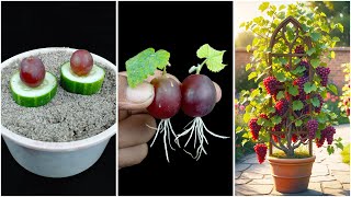 Best way to grow grape at home//Tips grow grape supper fast from the tops off