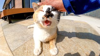 床下から三毛猫がモフられに出てきた