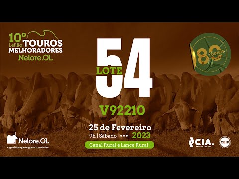 LOTE 54 V92210 - 10º LEILÃO - TOUROS MELHORADORES NELORE OL