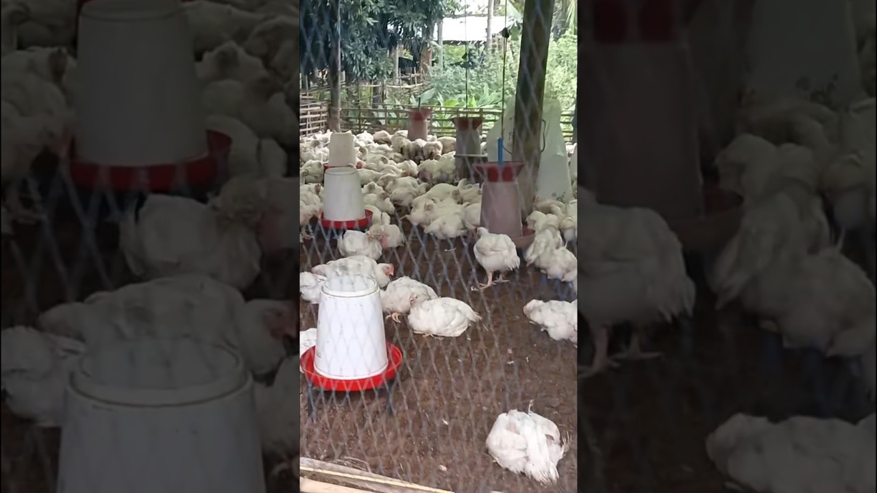 broiler farming business provide