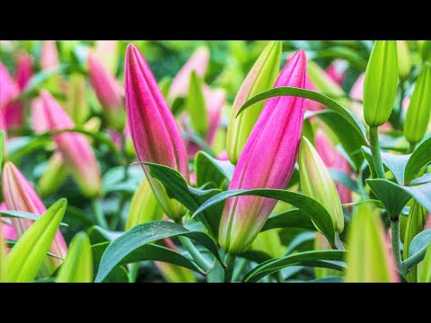 Video: Hoa Tulip Có Hoa Lily Là Gì - Tìm Hiểu Về Các Giống Hoa Tulip Có Hoa Lily