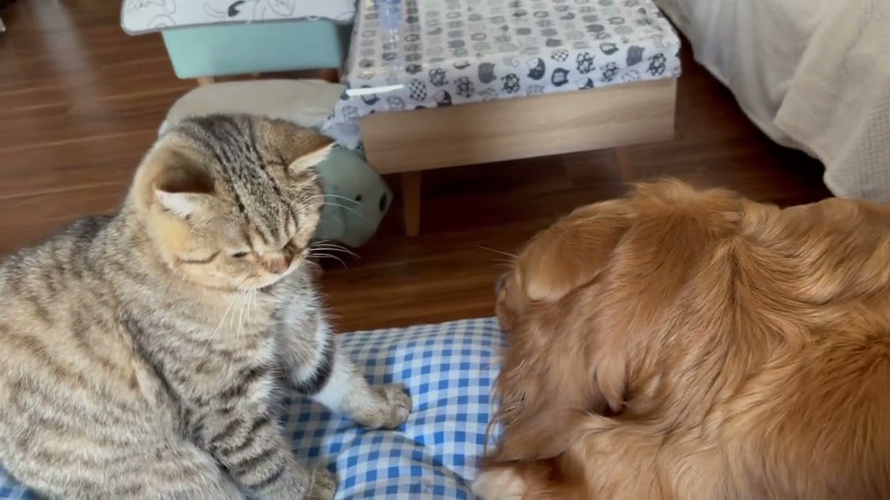 Cat Bullies Dogs. I Hit Cat