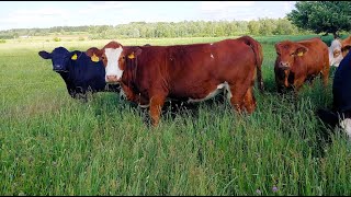 Why Simmentals Back then and today!