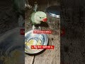 #parrotbaby #cute #bird #sweetparrot #parrot #parrottalking #shorts