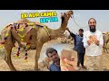 Ek aur camel lene mandi pohanch gae 🐫 VIP camel mil gaya 😍