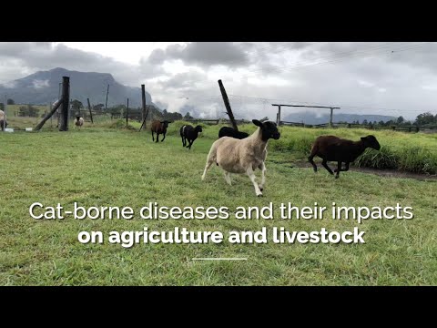 Cat-borne diseases and their impacts on agriculture and livestock