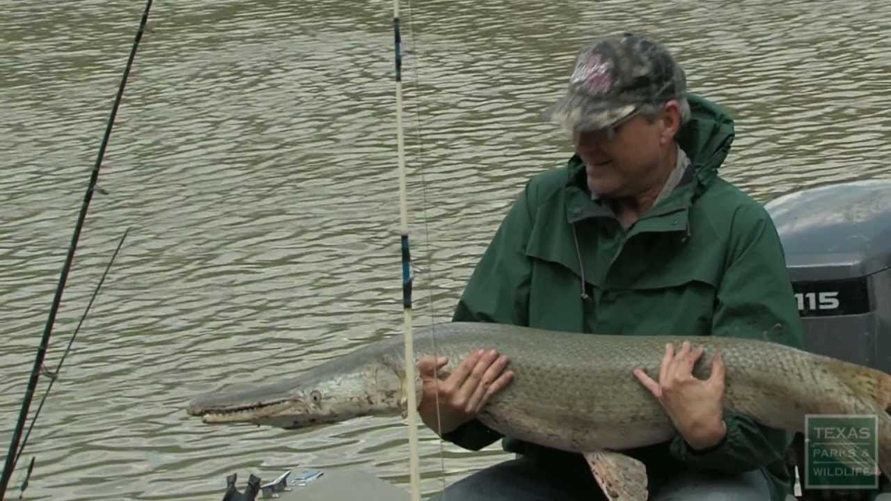 Giant Alligator Gar: Trash Fish or Trophy Gamefish?