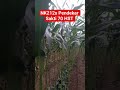 review 70 Hst di lahan demplot PPL BPP KEC.RENGAT varietas NK212s Pendekar Sakti