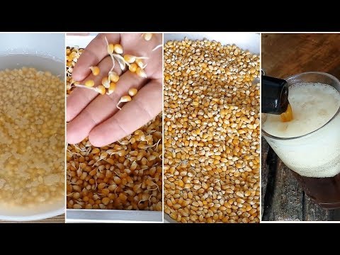 How to Malt CORN at Home