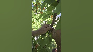 Inverted T Budding Grafting Donut Peach