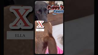 PUPPY'S GOT TALENT! MUST WATCH‍#shorts #dog #cutedog