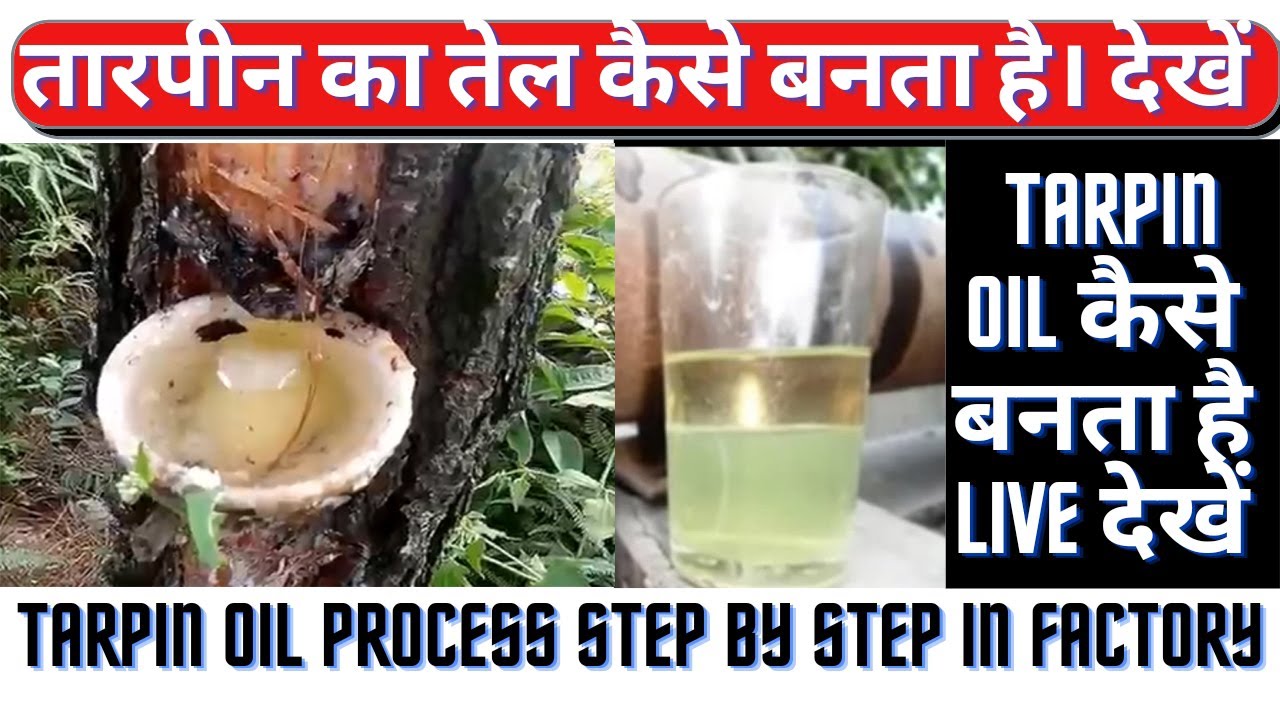 tarpin oil kaise banta hai/how to made turpentine oil/tarpin tel ka
