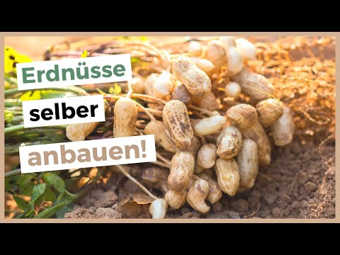 Video: Wie Man Einen Chufu (Erdnuss) Pflanzt