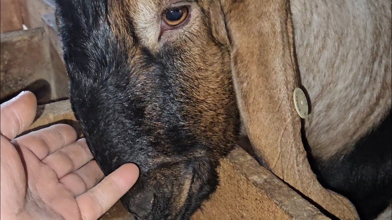 POVEȘTI LA GURA ȚAPULUI!!