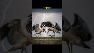 Jabiru Stork Vs Marabou Stork Who Will Win?