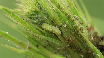 Ants, aphids and hungry hoverfly larva...
